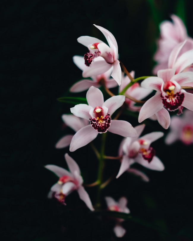 Taller de Cuidados de Orquideas en Madrid