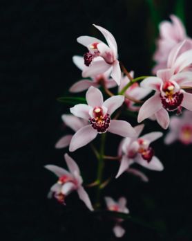 Taller de Cuidados de Orquídeas en Madrid / Orchid Plant Care Workshop in Madrid