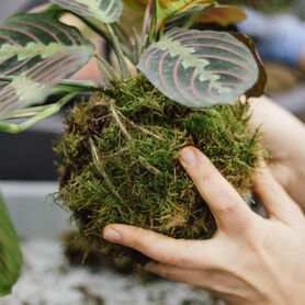 Taller de Kokedama en Madrid / Kokedama workshop in Madrid