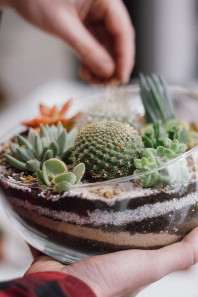 Taller de terrario desierto con cactus y suculentas 