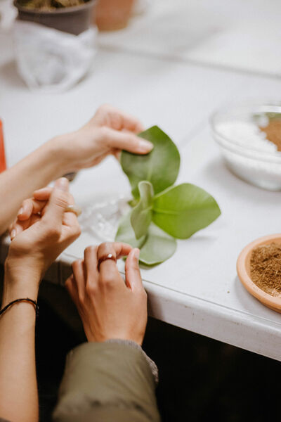aller de Cuidados de Plantas en Valencia