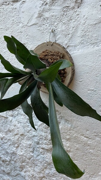 Staghorn Fern on Cork – A Unique Plant Workshop