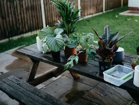 Intensive Garden Care Services | Pest Control