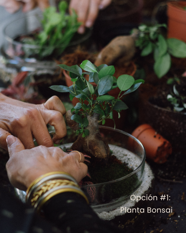 Taller de Terrario con Planta Bonsai