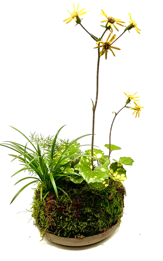 Taller de Jardín Japonés de Bolsillo - “Pocket Garden”