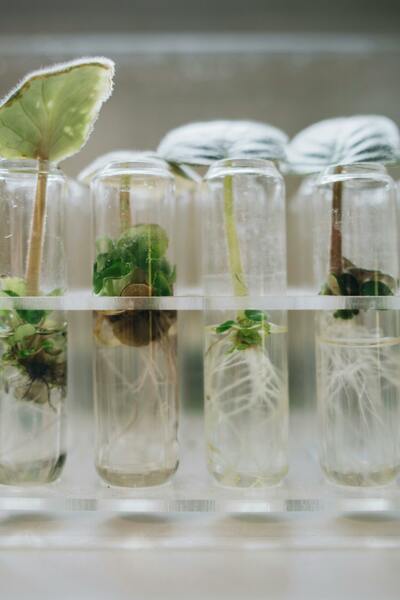 Taller de Métodos de Propagación de Plantas